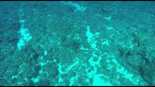 Underwater video captures sonar pings [upl. by Ayote504]