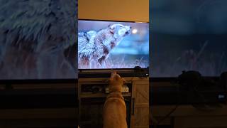 Dog likes to watch tv [upl. by Mintz]