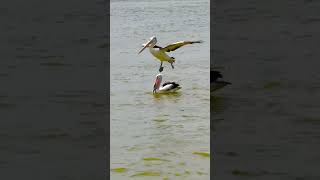 A pelican is trying to eat a big fish 🦢😇 pelicans waterbirds brisbaneriver australia nature [upl. by Memory]