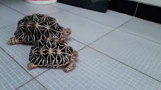 Indian Star Tortoise Walk Mating Then Eggs [upl. by Nitin]