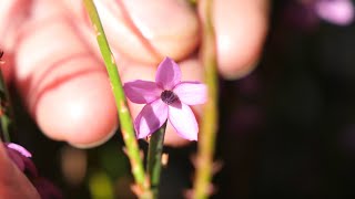 Tetratheca aphylla A Story of Conservation [upl. by Nawak]