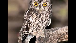 35 Screech Owl Whiskered Male short trill [upl. by Nwahsuq507]