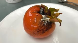 Hachiya persimmon trying my damaged fruit to see if any of it is edible and is it ripe [upl. by Nessa]