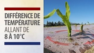 La culture du maïs en climat froid [upl. by Nalor]