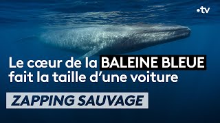 Le cœur de la baleine bleue fait la taille dune voiture  ZAPPING SAUVAGE [upl. by Mccoy786]