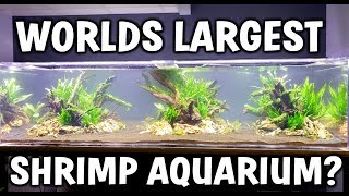 Worlds LARGEST Shrimp Aquarium  Aquascape and Setup [upl. by Epps]