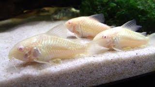 Breeding Cory Catfish A HOW TO VIDEO [upl. by Beberg470]