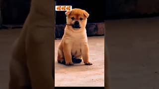 Love 💕 song music love lovesong tamil doglover [upl. by Ardnayek]