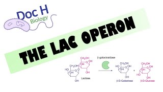 OCR ALevel Biology  The Lac Operon 611 Cellular Control [upl. by Solis]