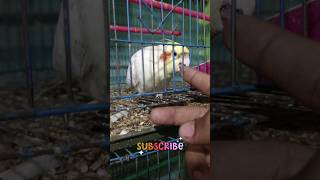 Kokatel birds ❤❤ youtubeshorts viralshort trending foryou [upl. by Gleda]