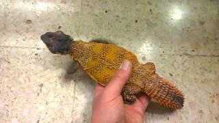 Uromastyx Nigriventris hembra [upl. by Vinna842]