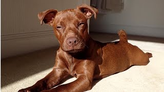 Handsome Patterdale Terrier Demonstrating The quot Patt Splat amp Slide quot [upl. by Reehsab]