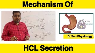 Mechanism of HCL secretion How parietal cells secrete Hydrochloric acid [upl. by Gilberta]