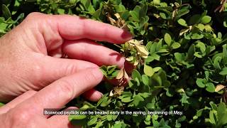 Boxwood Issues and Treatments [upl. by Janela]