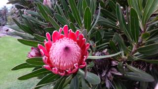 Protea  Pink Ice  sugarbushes HD 01 [upl. by Wardle55]