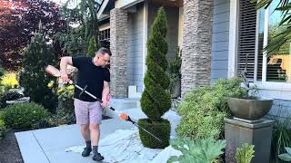 Master the Art of Spiral Topiary 🌲 Easy Steps to Train amp Trim Arborvitae Trees Like a Pro [upl. by Ardnalak532]