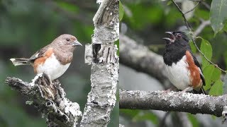 Eastern Towhee Calls Male and Female [upl. by Joselow664]