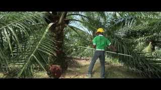 Superior oil palm semiclonal seeds AA Hybrida IS [upl. by Matlick]