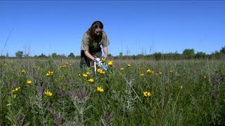 Wild Bee Surveys in PrairieGrassland Habitats [upl. by Starinsky]