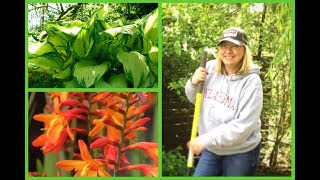 • HOW TO Divide Or Split HOSTA amp MONTBRETIA  CROCOSMIA • [upl. by Dorian]