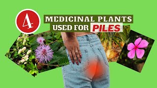 Piles REMEDY Using 4 Medicinal Plants  Earths Medicine [upl. by Nylirehs]