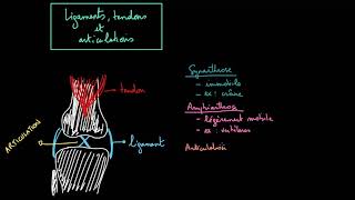 Les ligaments les tendons et les articulations [upl. by Nashoma]