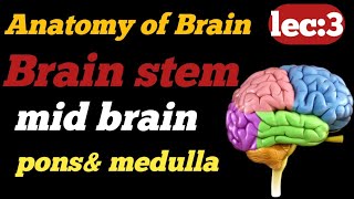 Brain anatomy  what is midbrain  what is pons amp medulla  Brain stem anatomy  MedMasters804 [upl. by Arras856]