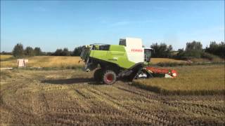 CLAAS In Campo  LEXION 750 R Burocco [upl. by Arodnahs]