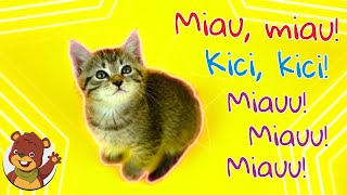 Miau miau kici kici  Miś Tami TV  Piosenki dla dzieci [upl. by Hsakiv]