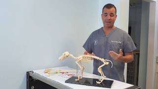 MAYBECK ANIMAL HOSPITAL  Cranial Cruciate Ligament Tear of the Dog Knee [upl. by Siram383]