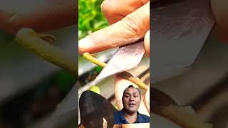 Best grafting longan technique plants gardening grafting [upl. by Eelahc584]