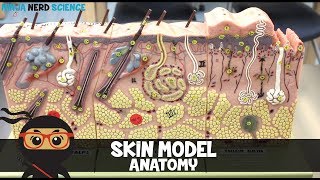 Integumentary System  Skin Model Anatomy [upl. by Akitnahs562]