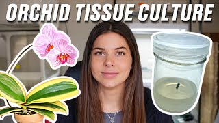 How to Tissue Culture an Orchid from Start to Finish  TC Made Easy [upl. by Inerney]