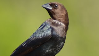 Brown headed cowbird call sound amp courtship dance [upl. by Rothschild]