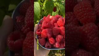 satisfying fruit harvest 🫐🍇🍓🍉fruit shortvideo shorts fruitcutting agriculture youtubeshorts [upl. by Kovacs]