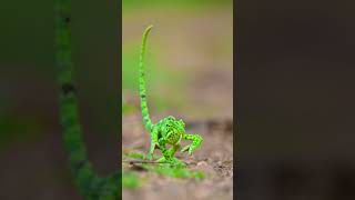 Graceful Chameleon Crosses the Path During a Peaceful Grassland Walk [upl. by Merrow]