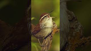 Bewicks Wren Call and Song [upl. by Stu]