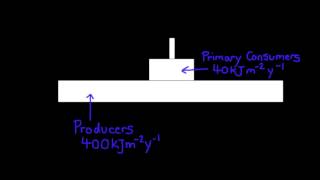 5112 Explain reasons for the shape of pyramids of energy [upl. by Ardua]