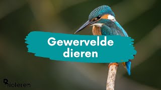 Bioleren  Gewervelde dieren  NIEUW [upl. by Joelie726]