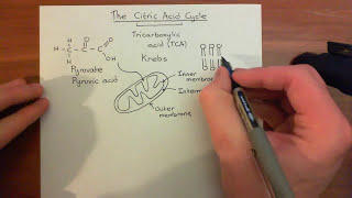 The Krebs Cycle Part 1 [upl. by Kcirdet]