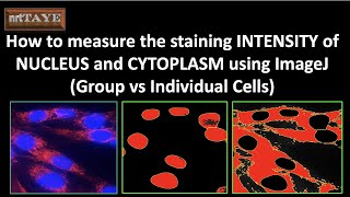 How to measure the staining INTENSITY of NUCLEUS and CYTOPLASM using ImageJ Software [upl. by Don]