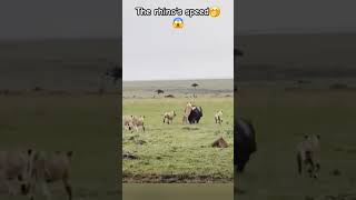 The pride caught the rhino but couldn’t bring it down😱 safarisightings africansafari yshorts [upl. by Nanny]