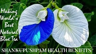 Worlds Best Natural Blue Tea With ShankupushpamClitoria TernateaNatural Paracetamolhealth [upl. by Oneg]