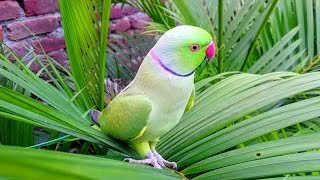 Natural Parrot Sounds [upl. by Imef999]