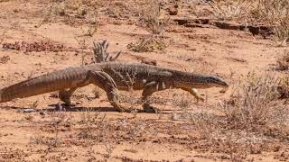 GIANT LIZARD ANYONE   The Goanna australia goanna wildlife [upl. by Tdnerb412]