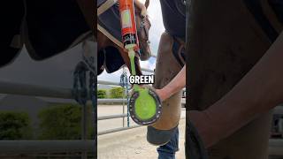 How Horse Hooves Are Kept Healthy In Domesticated Horses 📸 forfarriersbyfarriers [upl. by Airemahs898]