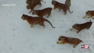 COOL VIDEO  Siberian Tigers take down a drone following them [upl. by Trescott]