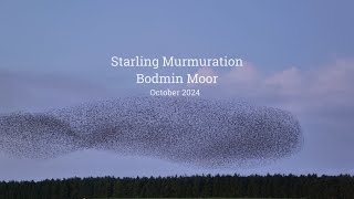 Starling Murmuration Bodmin Moor October 2024 [upl. by Anahsal]