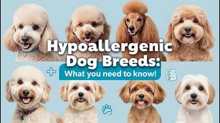 Hypoallergenic Dog Breeds What You Need to Know [upl. by Drahser]