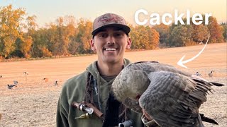 We shot a CacklerWisconsin Goose hunting [upl. by Ahsiekam]